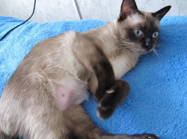 Сколько проживет кошка с раком молочных желез?