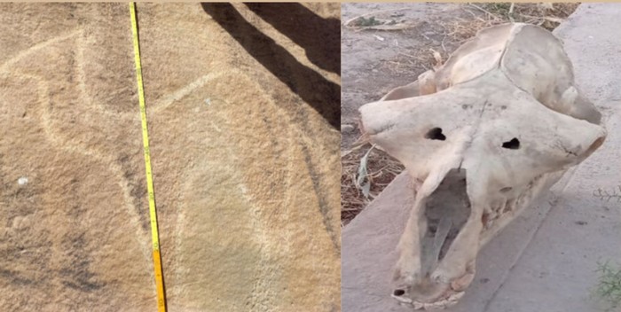 В горах Окташа археологи нашли резное изображение верблюда и череп лошади, обитавшей в этой местности миллионы лет назад