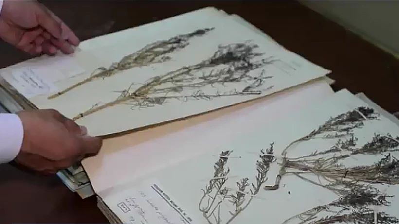 Ачинарли ҳолат: миллий гербарийни ким қутқаради?