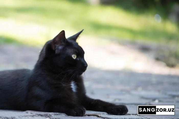 Хэллоуин арафасида қора мушук ва итларни эҳтиёт қилинг. Зооҳимоячилар даҳшатли тренд ҳақида маълум қилишмоқда