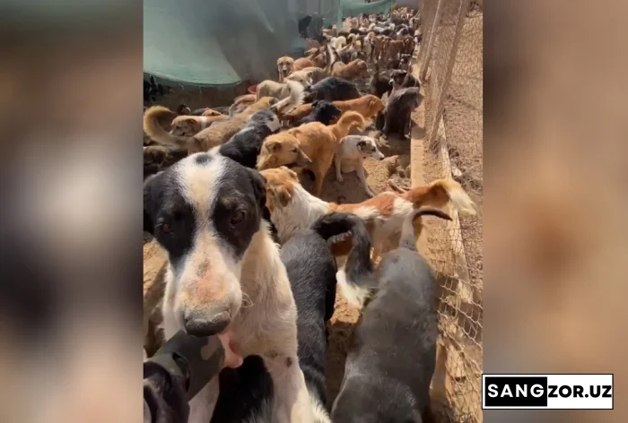 Иложсизлик қичқириғи: “Ҳаёт” ҳайвонлар қабулини тўхтатишга мажбур бўлмоқда