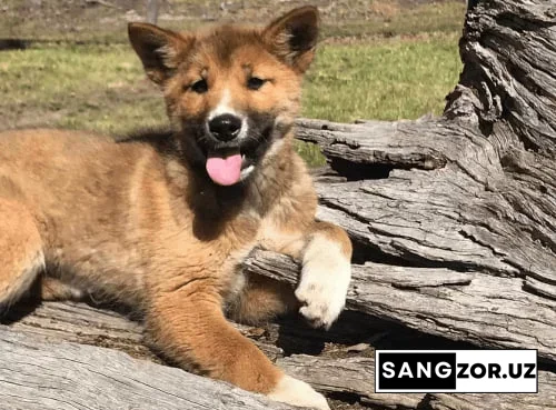 Боғдан топилган адашган «кучукча» бошқа ҳайвон бўлиб чиқди