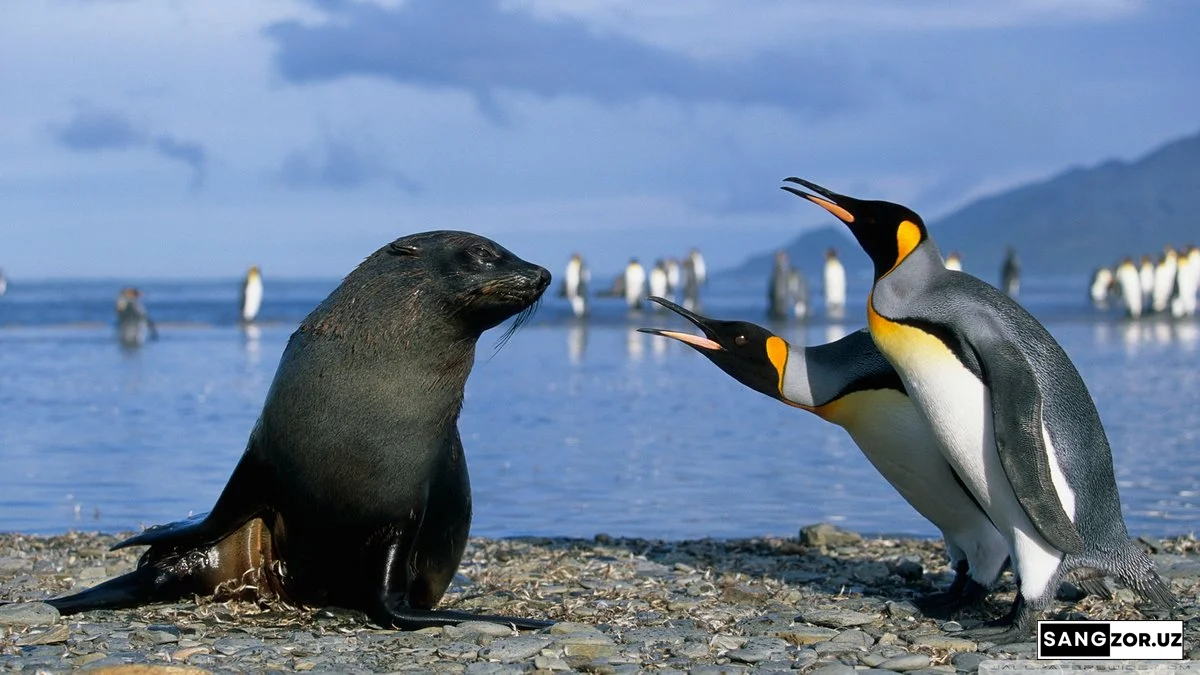 Ҳайвонлар бир-бирини тушунадими?