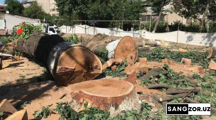 "Мусаффо осмон қўриқчилари". Тошкент вилояти экологлари 2022-2023 йилларда Тошкент вилояти ҳудудида 650дан ортиқ дарахтни кесишга рухсат беришган