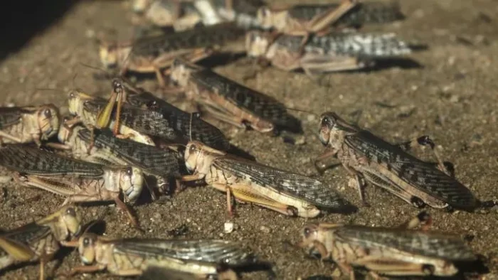 Қозоғистон жанубига чигиртка тўдалари ёпирилди