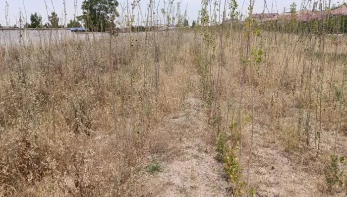 Сергелиликлар бонг уришмоқда: минглаб ёш кўчатлар суғорилмасдан нобуд бўлиши мумкин