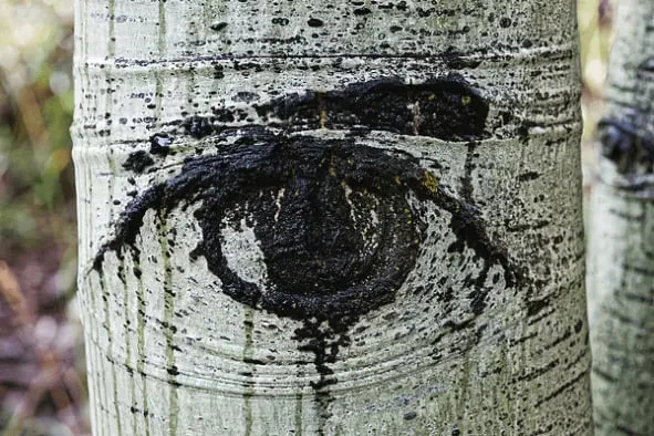 Оқ қайиннинг сирли «кўзлар»и