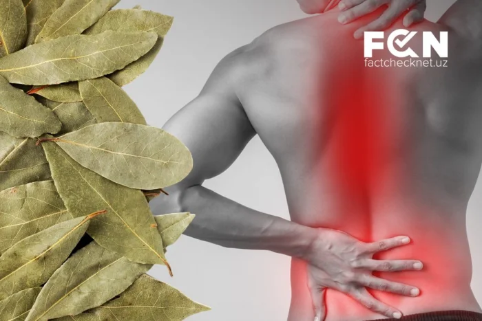 Lavr barglari bel og‘rig‘idan xalos qiladimi?