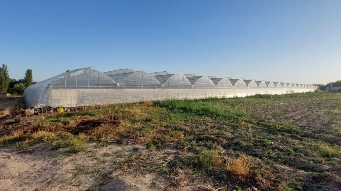 Ўзбекистон иссиқхоначилари газ таъминоти чекловларидан норози