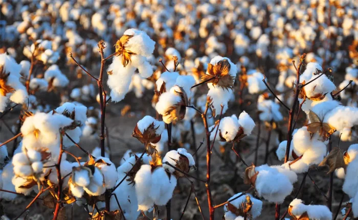 Жиззахда 2025 йилги пахта режаси бажарилди: муваффақиятнинг иқтисодий ва аграр таҳлили