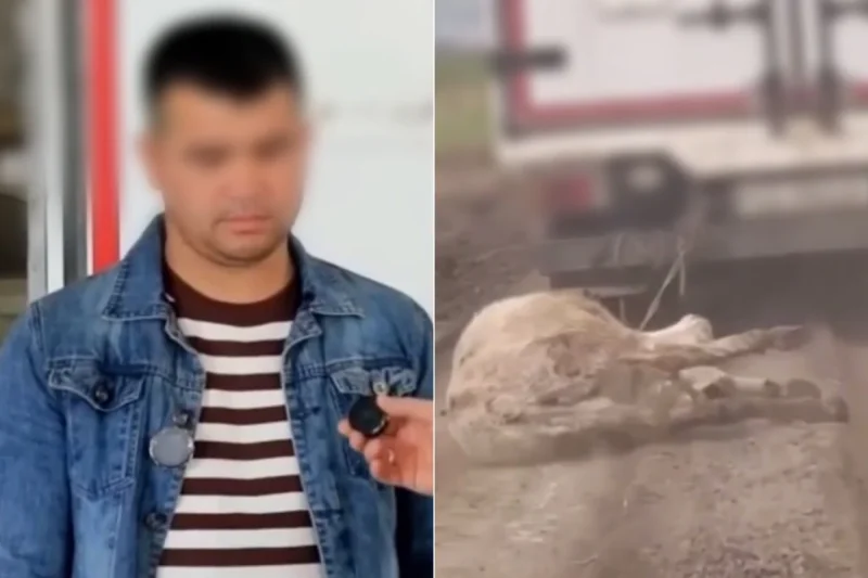 Жиззахда эшакни судраган ҳайдовчи: Қонун ва жазо таҳлили