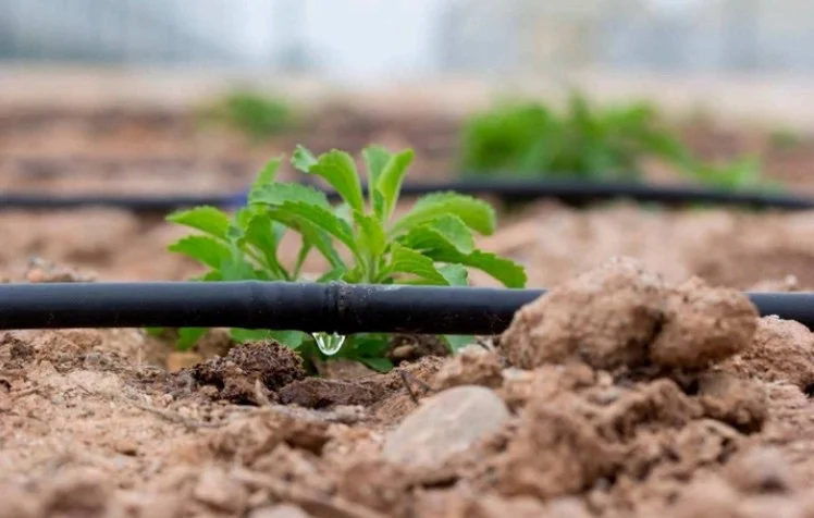 Ўзбекистонда сувни тежайдиган технологиялар самарадорлиги етарлича амалга оширилмоқдами?