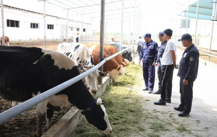 Жиззахда куйдиргига қарши назорат: Хавф қанчалик реал ва тизим қандай ишламоқда?